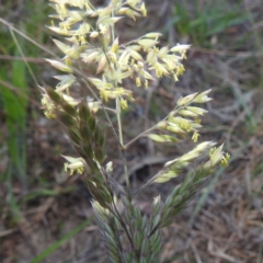 Holcus lanatus at Tuggeranong, ACT - 2 Nov 2023