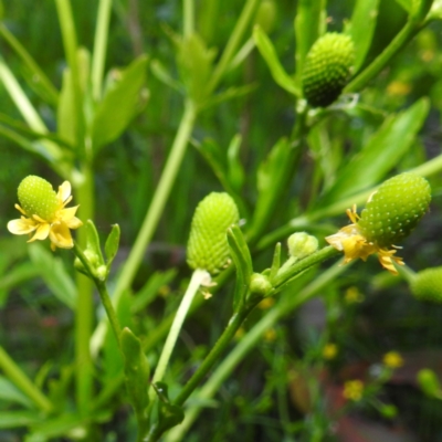 Ranunculus sceleratus subsp. sceleratus (Celery-leaved Buttercup, Celery Buttercup) at Lions Youth Haven - Westwood Farm A.C.T. - 2 Nov 2023 by HelenCross