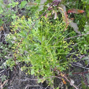 Ranunculus sceleratus subsp. sceleratus at Tuggeranong, ACT - 2 Nov 2023