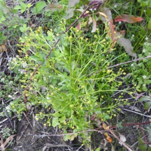 Ranunculus sceleratus subsp. sceleratus at Tuggeranong, ACT - 2 Nov 2023 05:56 PM