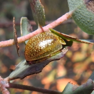 Paropsisterna cloelia at Tuggeranong, ACT - 2 Nov 2023 06:02 PM