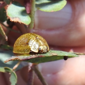 Paropsisterna cloelia at Tuggeranong, ACT - 2 Nov 2023 06:02 PM