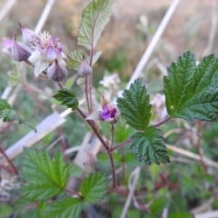 Rubus parvifolius (Native Raspberry) at Lions Youth Haven - Westwood Farm A.C.T. - 2 Nov 2023 by HelenCross