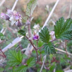 Rubus parvifolius at Tuggeranong, ACT - 2 Nov 2023 06:17 PM