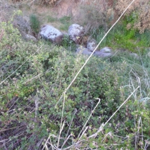 Rubus parvifolius at Tuggeranong, ACT - 2 Nov 2023