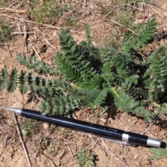 Acaena x ovina (Sheep's Burr) at Dry Plain, NSW - 30 Sep 2023 by AndyRoo