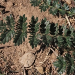 Acaena x ovina at Dry Plain, NSW - 30 Sep 2023