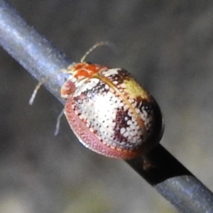 Paropsisterna laesa species complex at Tuggeranong, ACT - 2 Nov 2023