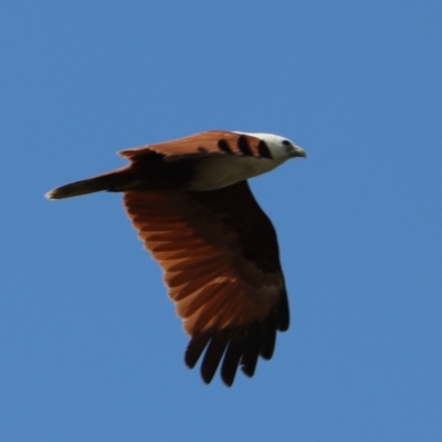 Haliastur indus (Brahminy Kite) at Urunga, NSW - 2 Nov 2023 by Rixon