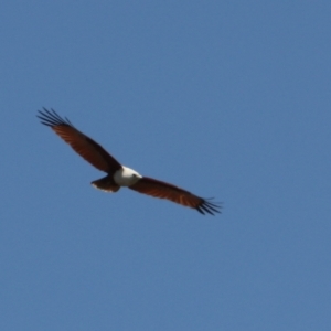 Haliastur indus at Urunga, NSW - 2 Nov 2023