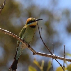 Merops ornatus at Urunga, NSW - 2 Nov 2023