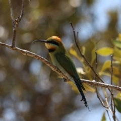 Merops ornatus at Urunga, NSW - 2 Nov 2023 12:47 PM