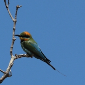 Merops ornatus at Urunga, NSW - 2 Nov 2023