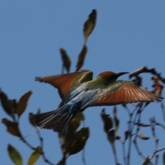 Merops ornatus at Urunga, NSW - 2 Nov 2023