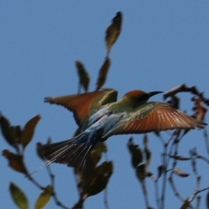 Merops ornatus at Urunga, NSW - 2 Nov 2023