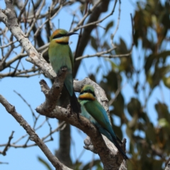 Merops ornatus at Urunga, NSW - 2 Nov 2023