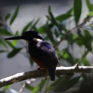 Ceyx azureus at Urunga, NSW - 2 Nov 2023