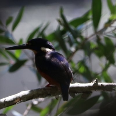 Ceyx azureus (Azure Kingfisher) at Urunga, NSW - 2 Nov 2023 by Rixon