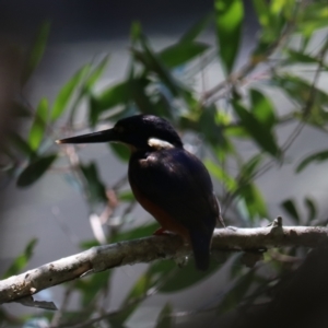 Ceyx azureus at Urunga, NSW - 2 Nov 2023