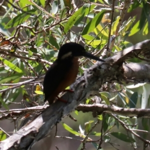 Ceyx azureus at Urunga, NSW - 2 Nov 2023