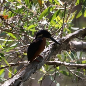 Ceyx azureus at Urunga, NSW - 2 Nov 2023