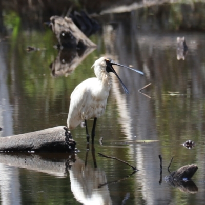 Platalea regia (Royal Spoonbill) at Urunga, NSW - 2 Nov 2023 by Rixon