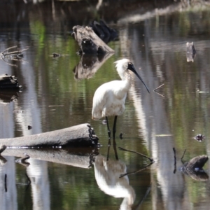 Platalea regia at Urunga, NSW - 2 Nov 2023 11:51 AM