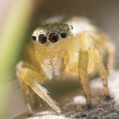 Maratus hesperus ("Venus" Peacock Spider) at Rendezvous Creek, ACT - 28 Oct 2023 by patrickcox