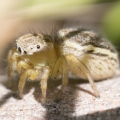 Maratus hesperus at Rendezvous Creek, ACT - 29 Oct 2023