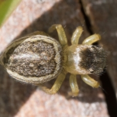 Maratus hesperus at Rendezvous Creek, ACT - 29 Oct 2023