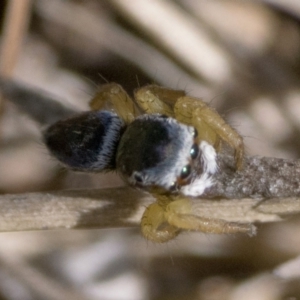 Maratus hesperus at Rendezvous Creek, ACT - 29 Oct 2023