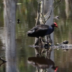 Porphyrio melanotus (Australasian Swamphen) at Urunga, NSW - 2 Nov 2023 by Rixon