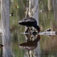 Porphyrio melanotus at Urunga, NSW - 2 Nov 2023