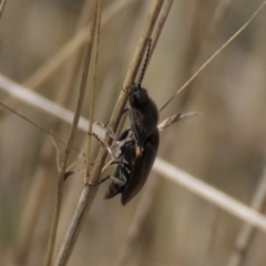 Elateridae (family) (Unidentified click beetle) at Dry Plain, NSW - 30 Sep 2023 by AndyRoo