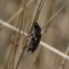 Elateridae sp. (family) (Unidentified click beetle) at Top Hut TSR - 30 Sep 2023 by AndyRoo