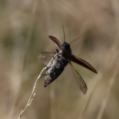 Elateridae sp. (family) at Dry Plain, NSW - 30 Sep 2023 11:10 AM