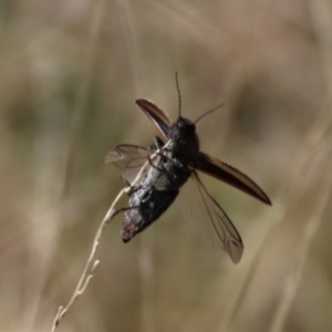 Elateridae (family) at Dry Plain, NSW - 30 Sep 2023 11:10 AM