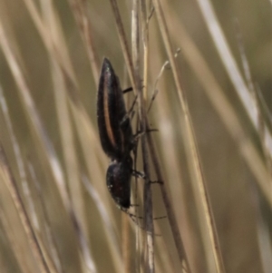 Elateridae (family) at Dry Plain, NSW - 30 Sep 2023 11:10 AM