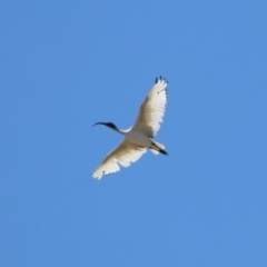 Threskiornis molucca (Australian White Ibis) at Gordon, ACT - 2 Nov 2023 by RodDeb
