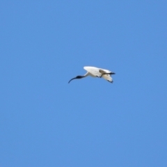 Threskiornis molucca at Gordon, ACT - 2 Nov 2023 01:36 PM