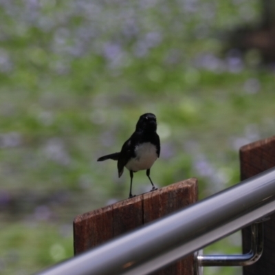 Rhipidura leucophrys (Willie Wagtail) at Urunga, NSW - 2 Nov 2023 by Rixon