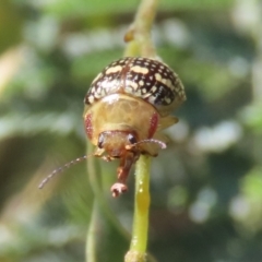 Paropsis pictipennis (Tea-tree button beetle) at Tuggeranong, ACT - 2 Nov 2023 by RodDeb