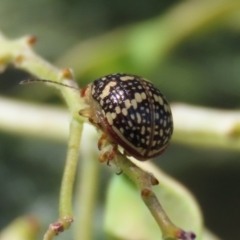 Paropsis pictipennis at Tuggeranong, ACT - 2 Nov 2023