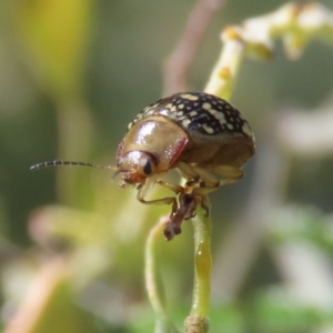 Paropsis pictipennis at Tuggeranong, ACT - 2 Nov 2023