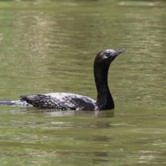 Phalacrocorax sulcirostris (Little Black Cormorant) at Point Hut to Tharwa - 2 Nov 2023 by RodDeb