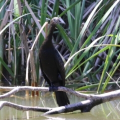 Phalacrocorax sulcirostris at Tuggeranong, ACT - 2 Nov 2023