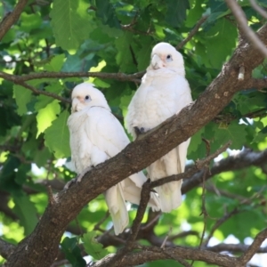 Cacatua sanguinea at Tuggeranong, ACT - 2 Nov 2023