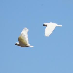 Cacatua sanguinea at Tuggeranong, ACT - 2 Nov 2023 02:30 PM