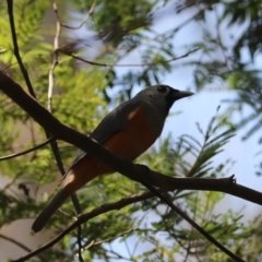 Monarcha melanopsis (Black-faced Monarch) at Urunga, NSW - 2 Nov 2023 by Rixon