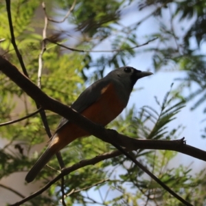 Monarcha melanopsis at Urunga, NSW - 2 Nov 2023